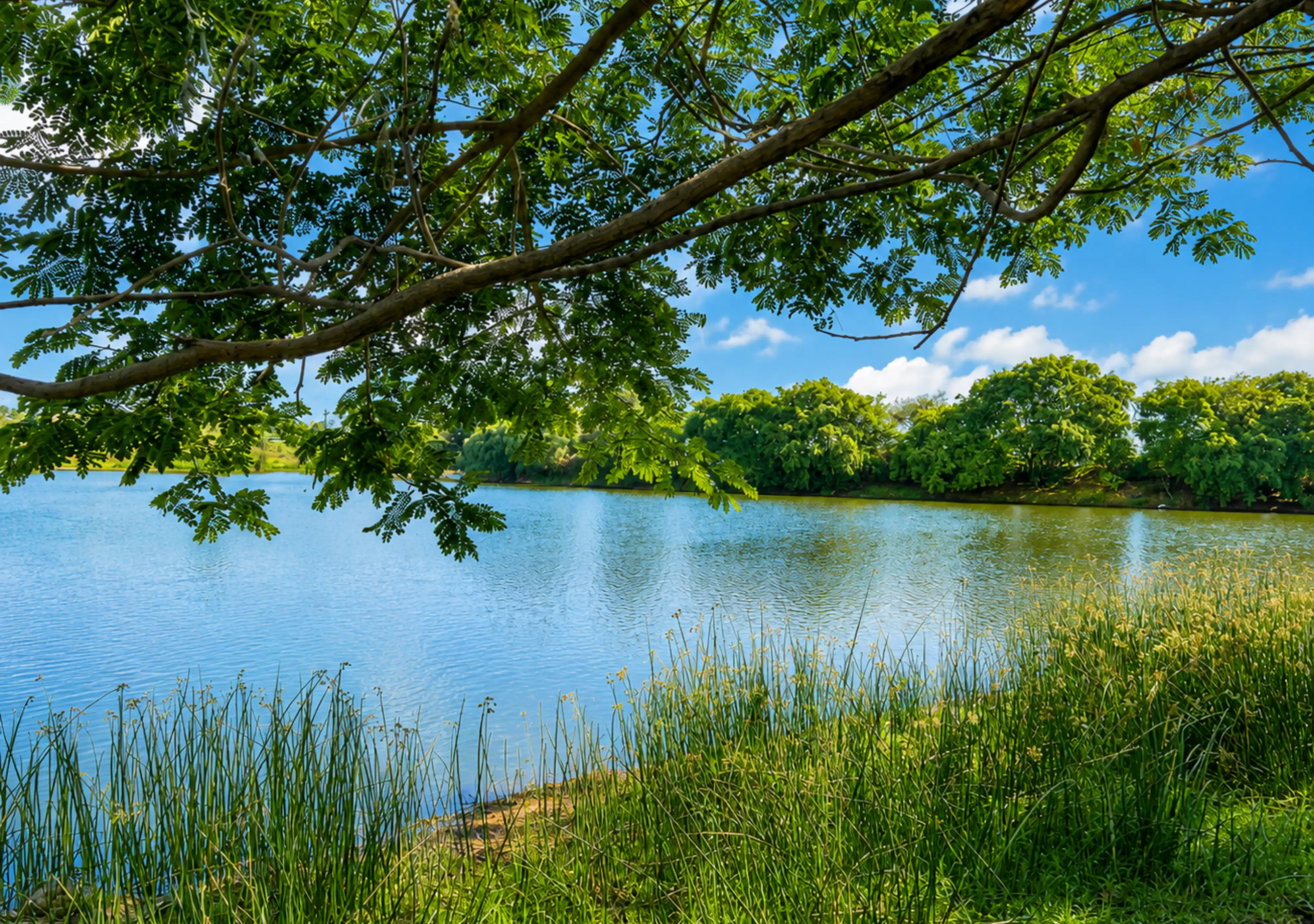 The Lake